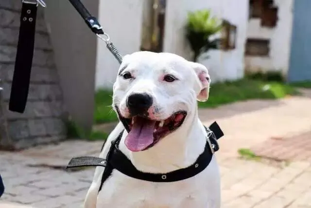 Você viu o Sansão? Dócil, pitbull fugiu após noite de fogos na Capital