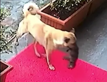 Cadela salva filhote ao buscar ajuda em clínica veterinária em Istambul. Veja o vídeo