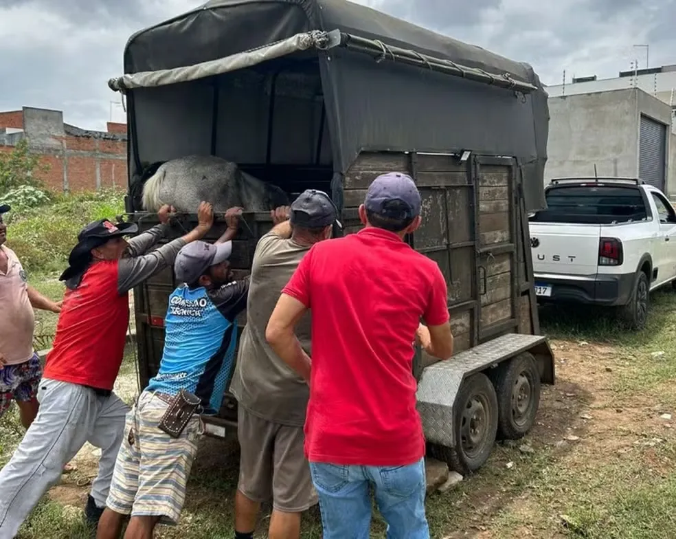 Egua Vítima de Maus-Tratos Mobiliza Moradores e Autoridades em Nossa Senhora das Dores