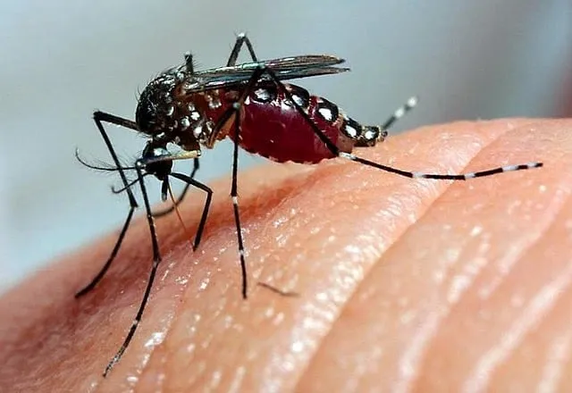 Óbitos por Dengue Superam os de COVID-19 no Brasil em 2024, Aponta Ministério da Saúde