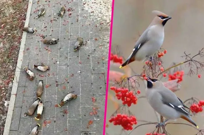 “Pássaros Asas de Cera: Aves que se Entregam aos Encantos Alcoólicos da Natureza”
