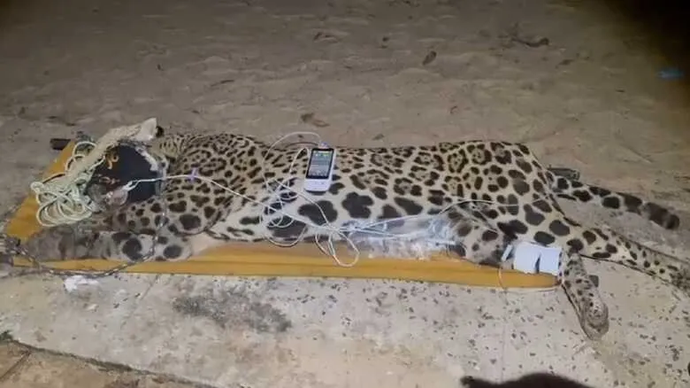 ONÇA-PINTADA É CAPTURADA APÓS ATAQUE FATAL A CASEIRO EM REGIÃO RURAL