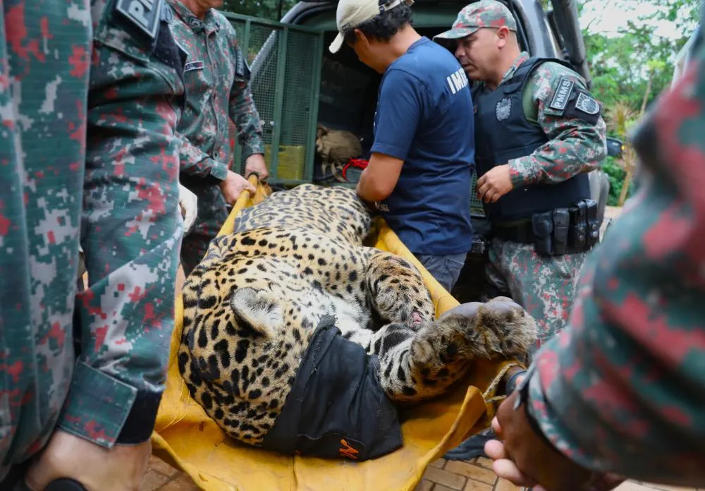 APÓS ATAQUE ATÍPICO E CAPTURA NO PANTANAL, ONÇA-PINTADA CHEGA AO CRAS E PASSA POR EXAMES