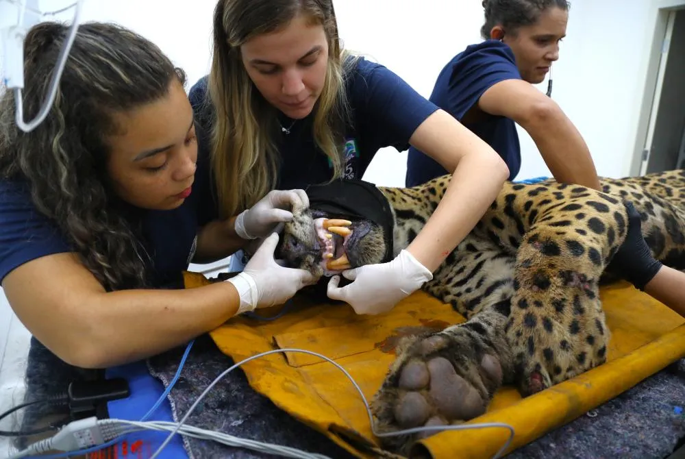 BOLETIM VETERINÁRIO 01 (ONÇA-PINTADA CAPTURADA NO DIA 24/04)